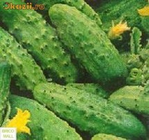 Castraveti categoria1,2,3 foto