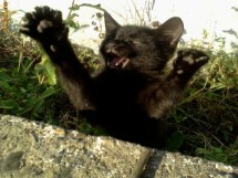 Pisoiasi negri  foarte dragalasi, cauta stapani foto
