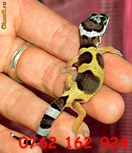 Vand gecko leopard foto mare
