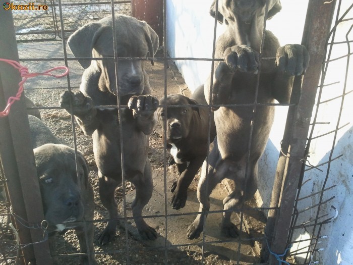 vand catei rasa cane corso foto mare